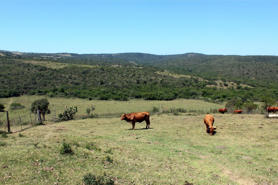 Commercial Property for Sale in Komga Rural Eastern Cape